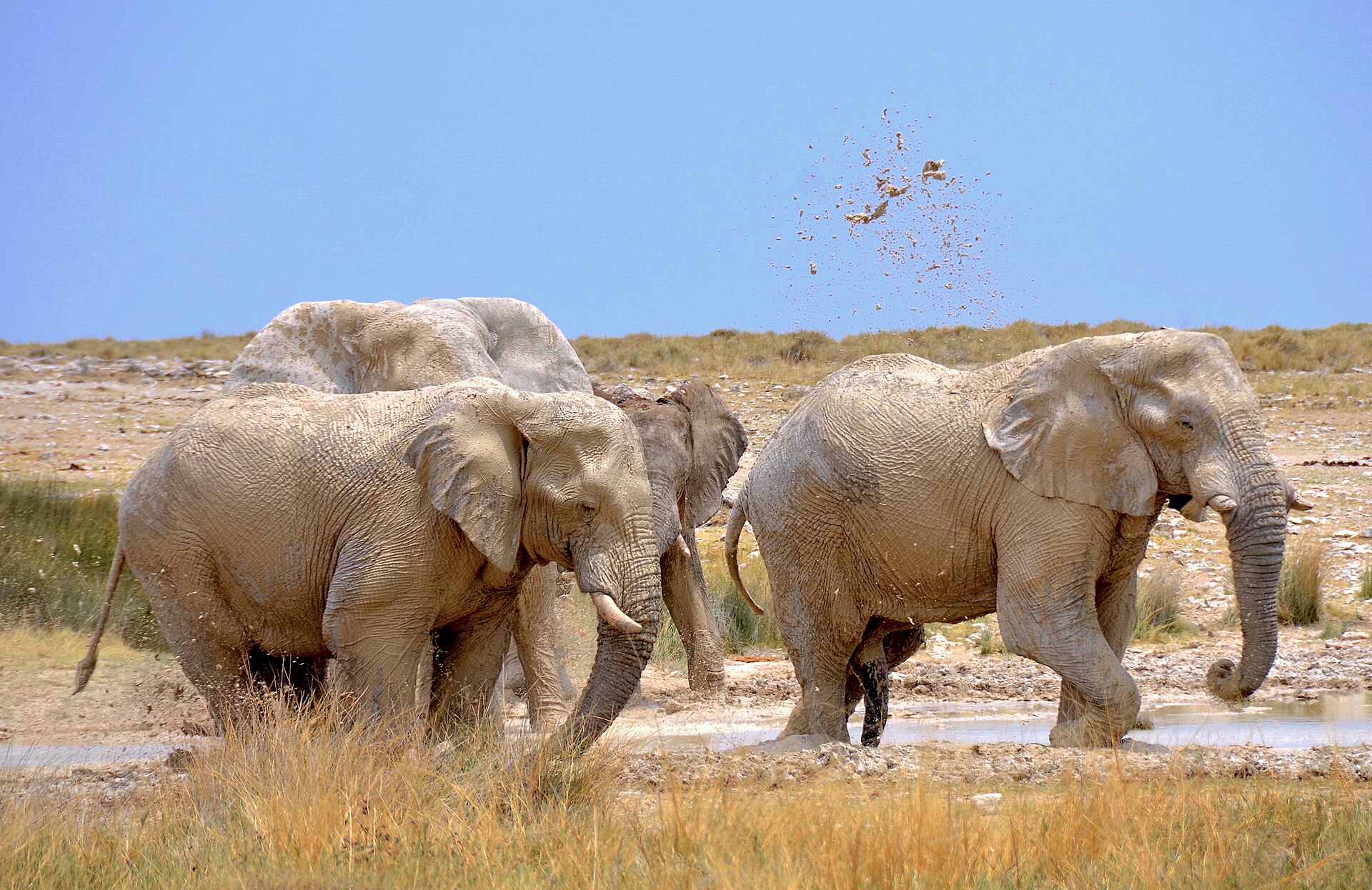 Elephants at a waterhole in Etosha National Park, Namibia